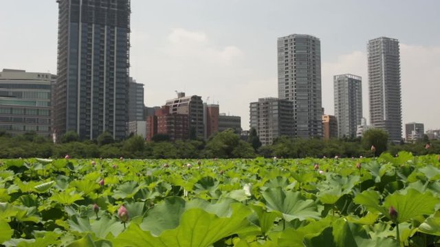 Buildings and Lilly pads (Ueno Park, Japan)