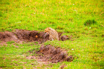 Portrait shots of cheetahs and cubs playing and lounging in Africa