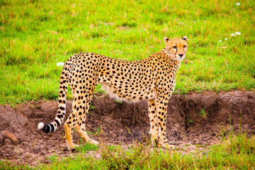 Portrait shots of cheetahs and cubs playing and lounging in Africa
