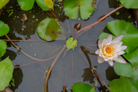 flower in Thailand