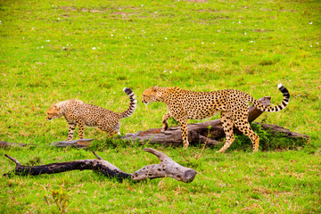Portrait shots of cheetahs and cubs playing and lounging in Africa