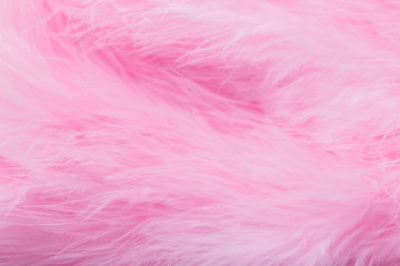 Pink bird feathers in soft and blur style, Fluffy pink feather background