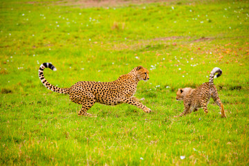 Portrait shots of cheetahs and cubs playing and lounging in Africa