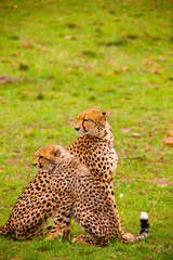 Portrait shots of cheetahs and cubs playing and resting in Africa grass