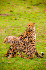 Portrait shots of cheetahs and cubs playing and resting in Africa grass