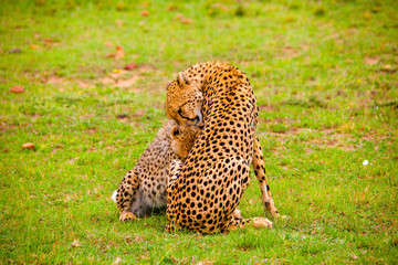 Portrait shots of cheetahs and cubs playing and resting in Africa grass