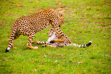 Portrait shots of cheetahs and cubs playing and resting in Africa grass