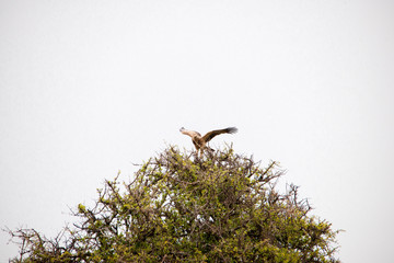 Portrait shots of different species of birds in Africa