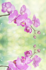 Pink orchid with reflection in a water
