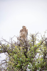 Portrait shots of different species of birds in Africa