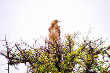 Portrait shots of different species of birds in Africa