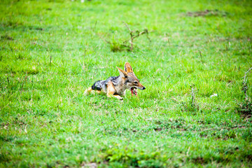 Portrait of a jackal eating a carcass in Africa