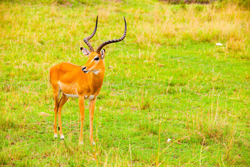 Portrait shots of antelope, wildebeest, kudu, impala, gazelle, hartebeest in Africa