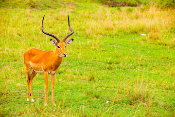 Portrait shots of antelope, wildebeest, kudu, impala, gazelle, hartebeest in Africa