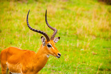 Naklejka na ściany i meble Portrait shots of antelope, wildebeest, kudu, impala, gazelle, hartebeest in Africa