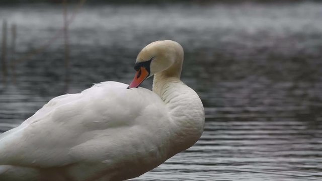 Slow motion shot of a Swan resting by the waters edge.