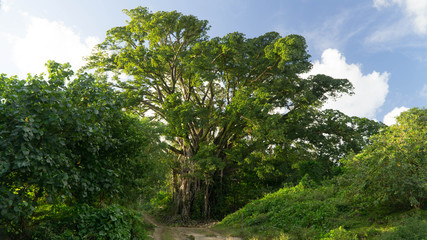 Fototapeta na wymiar Majestic banyan tree in Pentecost countryside, Vanuatu