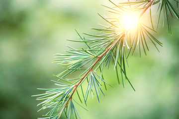 Close up of pine branch with green needles.