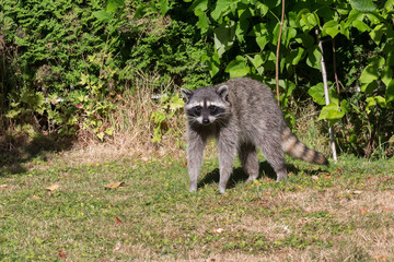 Raccoon