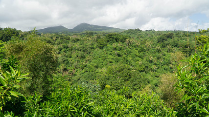 View of jungle in the middle of Tanna island, Vanuatu