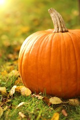 Autumn pumpkin.  large  pumpkin on the green grass in bright sunlight. Thanksgiving day. Halloween. Harvest of Pumpkins.Autumn season.Autumn time	