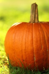 Autumn pumpkin.  large orange pumpkin on the green grass in bright sunlight. Thanksgiving day. Halloween. Harvest of Pumpkins.Autumn season.Autumn time	