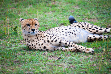 Portrait shots of cheetahs and cubs playing and resting in Africa grass