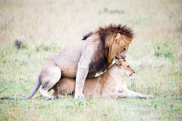 Portrait shots of a lion, lioness and cubs in Africa