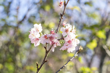 Cherry blossom