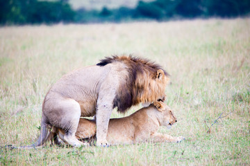 Fototapeta premium Portrait shots of a lion, lioness and cubs in Africa