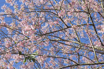 Obraz premium Cherry blossom