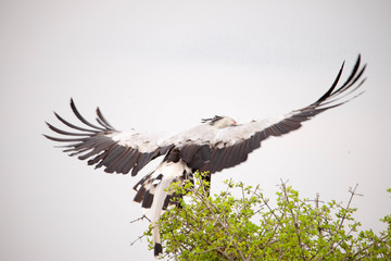 Portrait shots of different species of birds in Africa