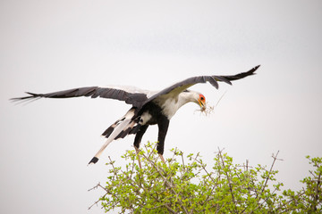 Portrait shots of different species of birds in Africa