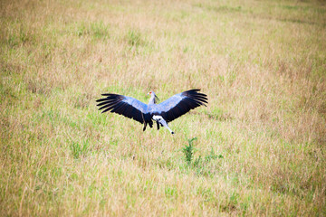 Fototapeta premium Portrait shots of different species of birds in Africa