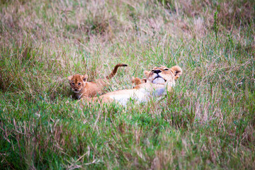 Portrait shots of a lion, lioness and cubs in Africa