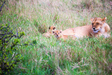 Portrait shots of a lion, lioness and cubs in Africa