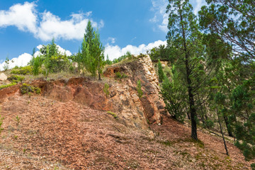 Fototapeta premium The diverse landscapes of Kenya. Pines on the rocks of Kakamega Forest. Africa