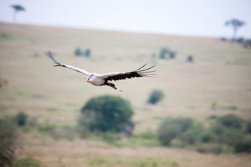 Portrait shots of different species of birds in Africa