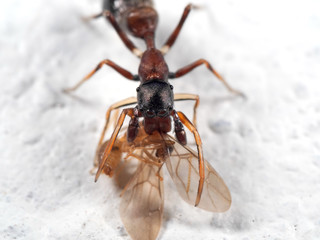 Macro Photo of Ant Mimic Jumping Spider Biting onTorso of Prey on White Floor