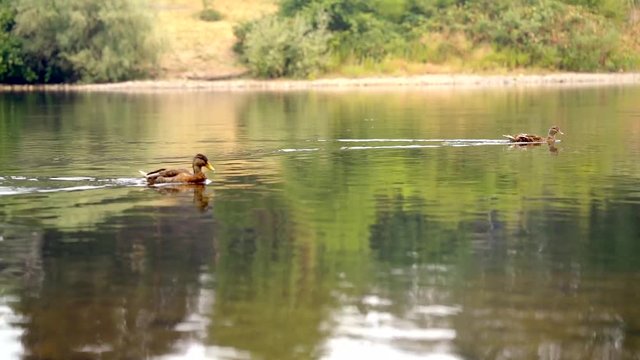 Ducks swimming upstream on the Rogue River, Grants Pass, Oregon.