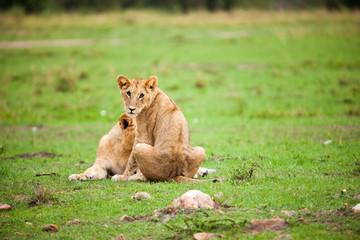 A lioness and her cubs are playing and cuddling in Africa