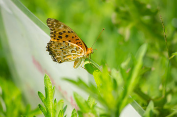 蝶　ミドリヒョウモン