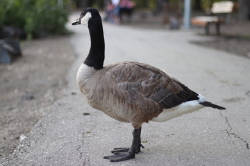 Canada Goose In Park