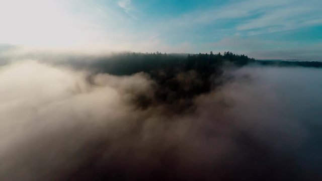A panning shot above a sunny morning fog just over a forest.