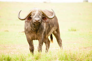 Obraz premium Portrait of a huge buffalo in Africa