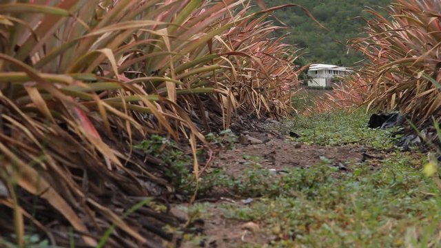 Antigua Black Pineapple a local specialty of this island is grown on this farm at Cades Bay