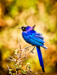 Portrait shots of different species of birds in Africa