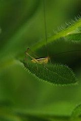 キリギリス