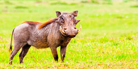 Portrait shots of antelope, wildebeest, kudu, impala, gazelle, hartebeest in Africa