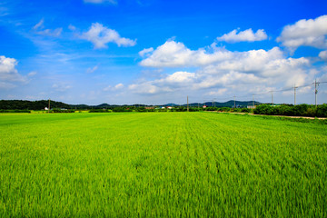 Fototapeta na wymiar Korean traditional rice farming. Korean rice farming scenery. Rice field and the sky in Ganghwa-gun, Incheon, Republic of Korea.